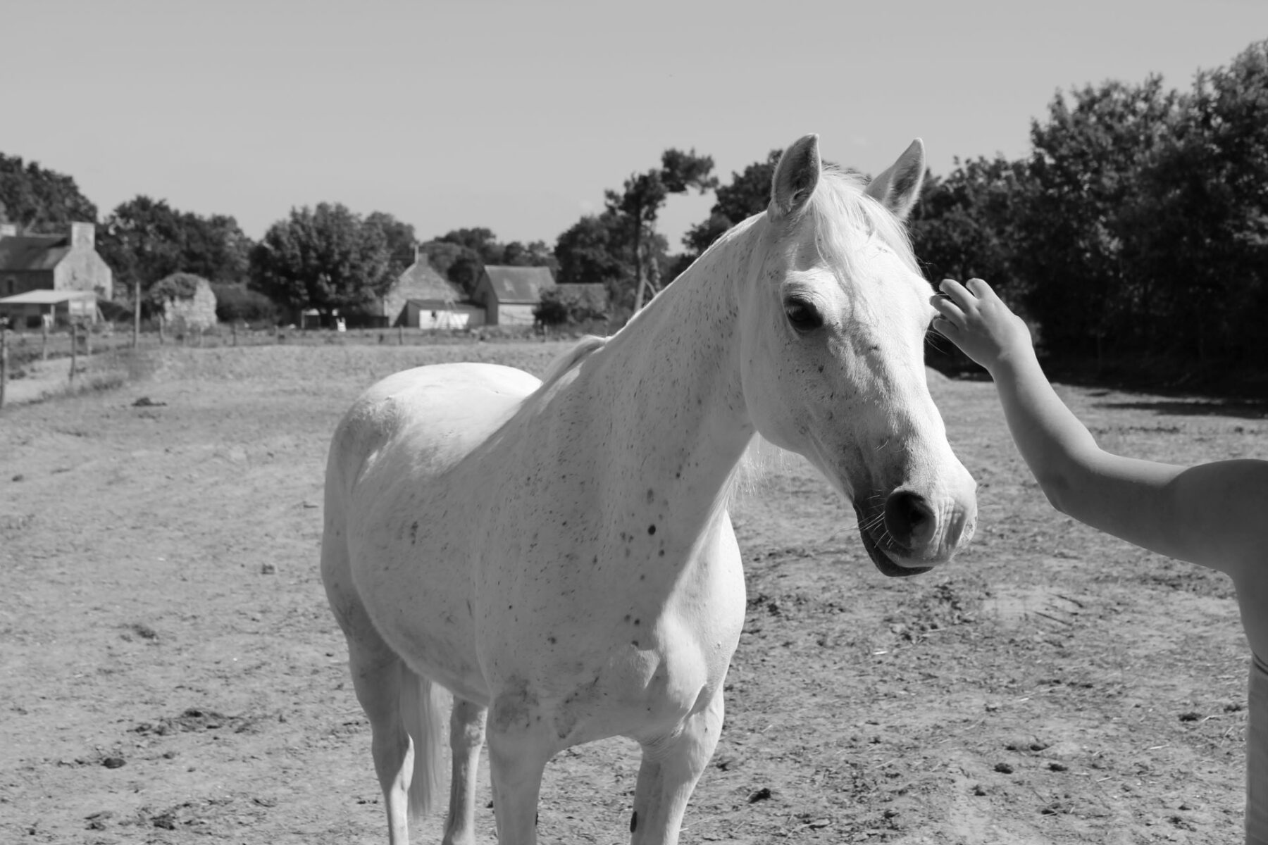 Les Chevaux Du Coat Centre Equestre Plourivo IMG 1031 1