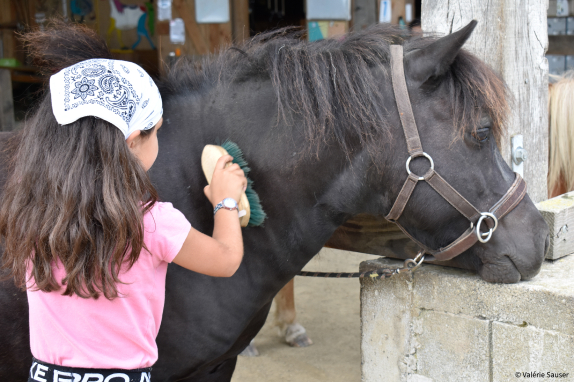 Les Chevaux Du Coat Centre Equestre Plourivo LES CHEVAUX DU COAT Centre Equestre Plourivo Papouilles Poney 1