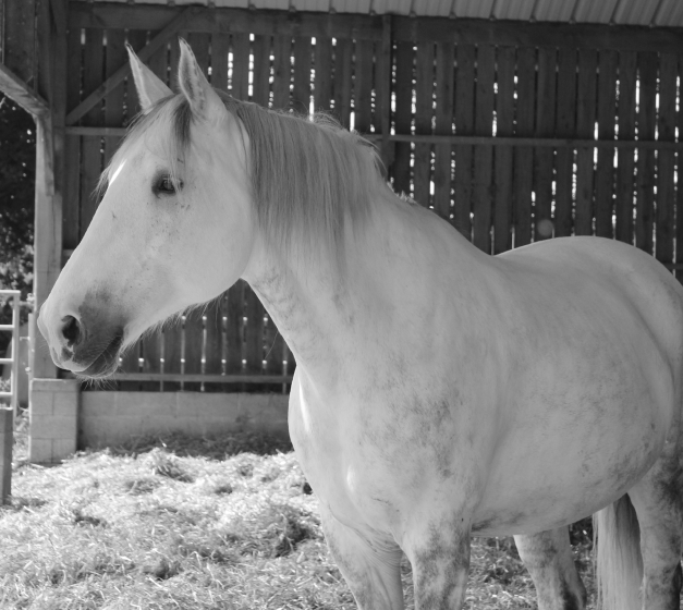 Les Chevaux Du Coat Centre Equestre Plourivo LES CHEVAUX DU COAT Centre Equestre Plourivo Vous Propose Des Balades A Poney A Plourivo 1