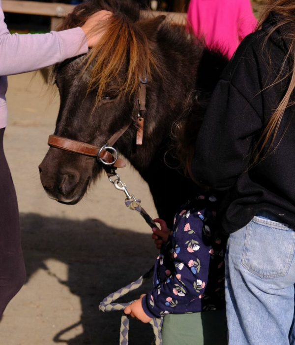 Les Chevaux Du Coat Centre Equestre Plourivo PETIT PAYSAN Soccupe Des Poneys 