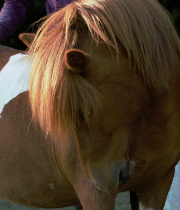 Les Chevaux Du Coat Centre Equestre Plourivo TERRAINS VARIES POUR LES ENFANTS DE 5 A 9 ANS